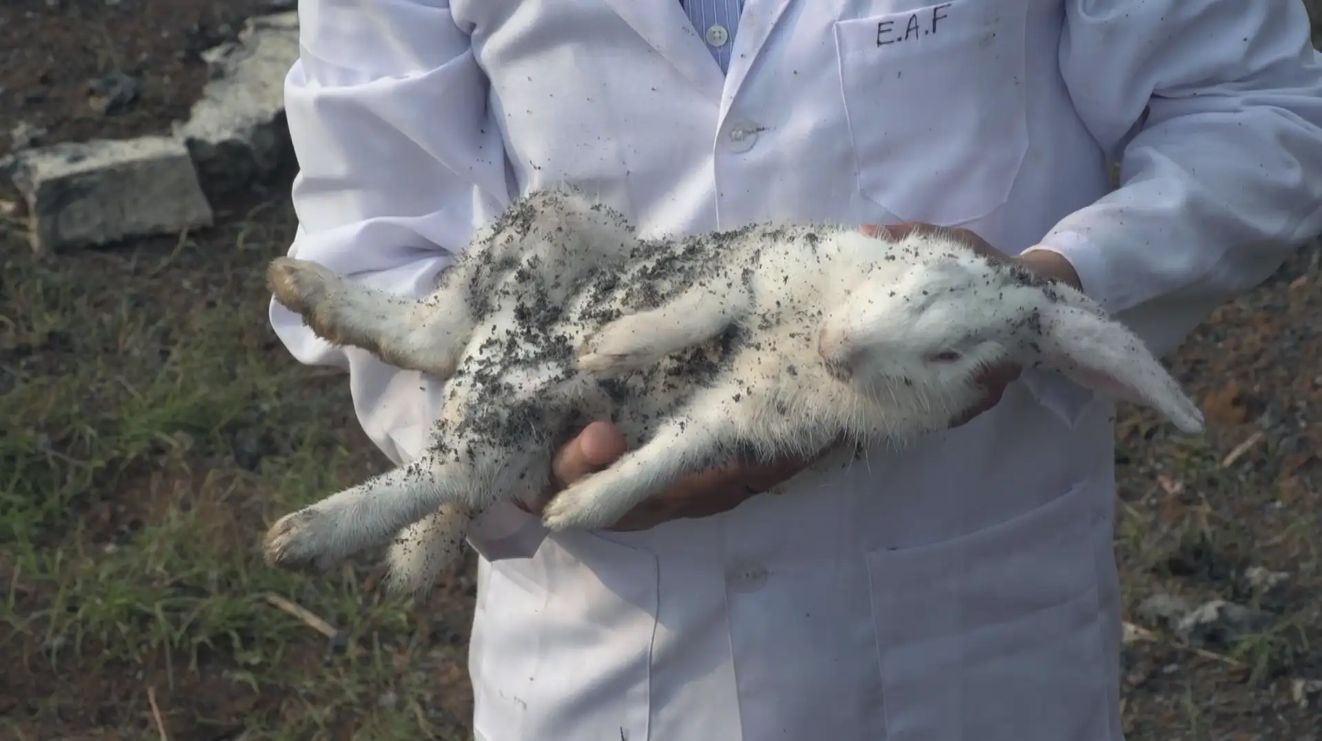 Post blast condition of live sedated small animals.