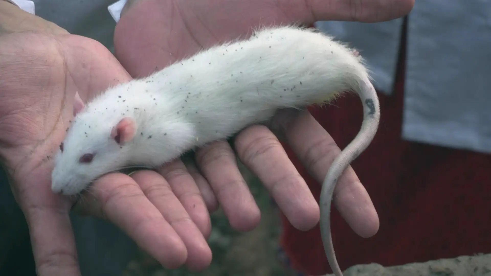 Post blast condition of live sedated small animals.